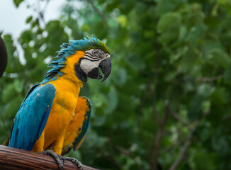Portrait of a colorful ara parrot perching on the branch in the forest - wildlife © Charlton Jocson/Wirestock