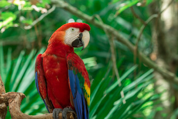 Portrait of a colorful ara parrot perching on the branch in the forest - wildlife © Charlton Jocson/Wirestock