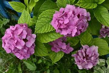 Fototapeta premium pink hydrangeas in the garden
