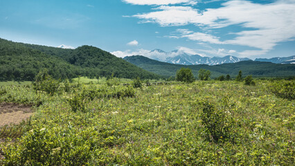 Naklejka na ściany i meble A green alpine meadow is surrounded by a mountain range. In the distance, against the background of the blue sky, conical snow-capped volcanoes are visible. A sunny summer day. Kamchatka