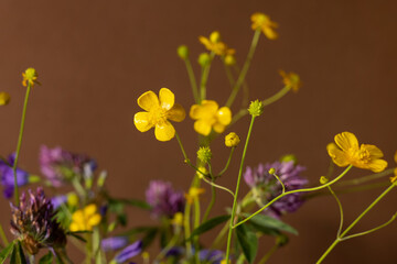Bouquet of wild flowers on brown background, healing plant collection, still life composition