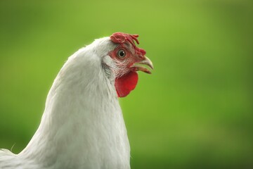 Chicken.