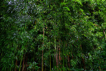 Obraz premium Bamboo forest after the rain