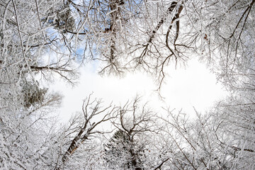 View of tree branches closing overhead in a winter forest, fish-eye effect