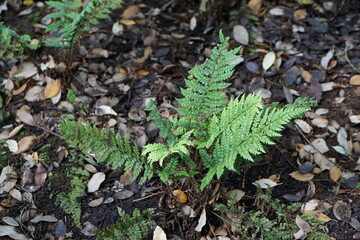 Ferns