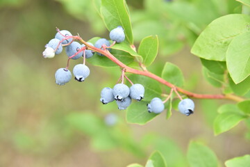 Borówka amerykańska  © EwaAF