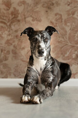 Studioshot of a black grey and white lurcher a type of sighthound a mixed greyhound or whippet lying on the floor