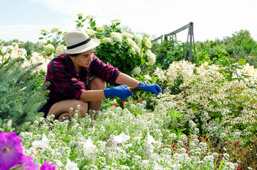 woman working in the garden. garden flower care