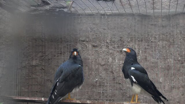 two Andean caracara on a branch behind bars in the Huachipa zoo at daytime in 4K