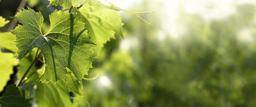 grape leaves with drops after rain. summer landscape with vineyard