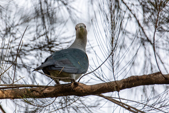 Green Imperial Pigeon perched on the tree branch.
