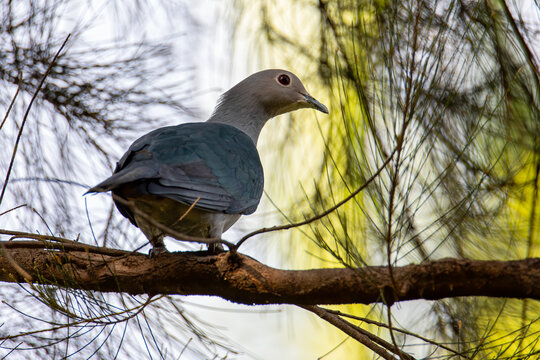 Green Imperial Pigeon perched on the tree branch.