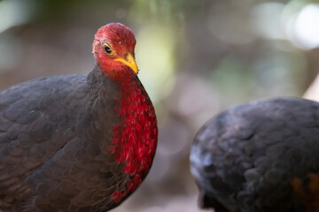 Nature wildlife bird of crimson-headed partridge on deep jungle rainforest, It is endemic to the island of Borneo