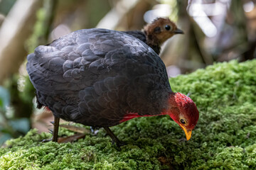 Nature wildlife bird of crimson-headed partridge on deep jungle rainforest, It is endemic to the island of Borneo