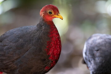 Nature wildlife bird of crimson-headed partridge on deep jungle rainforest, It is endemic to the island of Borneo