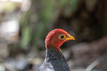 Nature wildlife bird of crimson-headed partridge on deep jungle rainforest, It is endemic to the island of Borneo