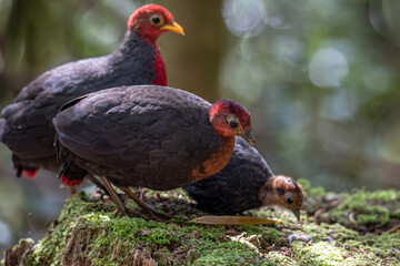 Nature wildlife bird of crimson-headed partridge on deep jungle rainforest, It is endemic to the island of Borneo