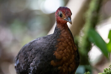 Nature wildlife bird of crimson-headed partridge on deep jungle rainforest, It is endemic to the island of Borneo