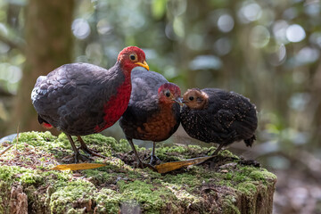 Nature wildlife bird of crimson-headed partridge on deep jungle rainforest, It is endemic to the island of Borneo