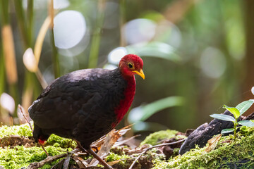 Nature wildlife bird of crimson-headed partridge on deep jungle rainforest, It is endemic to the island of Borneo