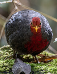 Nature wildlife bird of crimson-headed partridge on deep jungle rainforest, It is endemic to the island of Borneo