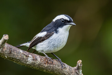 Nature wildlife bird species of Little Pied Flycatcher on perched on a tree branch found in Borneo, Sabah,Malaysia with nature wildlife background
