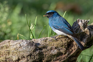 Beautiful blue color bird known as Rufous Vented Flycatcher