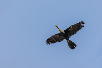 Flying heron. Colorful nature background. Bird: Purple Heron. Ardea purpurea.