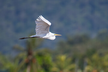 Nature wildlife image of cattle egret on paddy field
