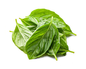 Basil leaves isolated on white backgrounds