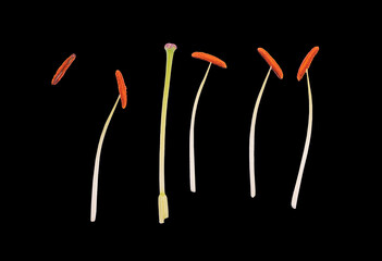 A close up texture of a Lilium longiflorum stamens isolated on black background