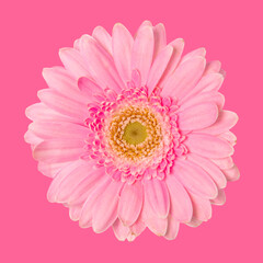 Pink flower on pink background