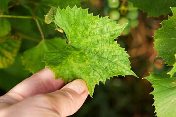 Grapevine fanleaf degeneration disease on a grape leaf, which is caused by the grapevine fanleaf...