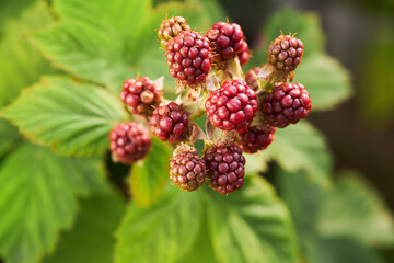 Red unripe blackberries grow on the branch in summer in the garden