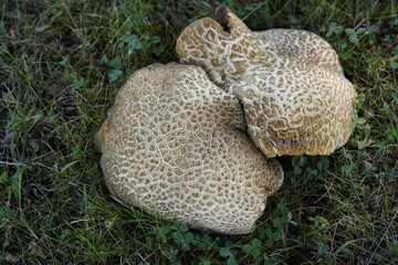 Scleroderma citrinum, commonly known as the common earthball, pigskin poison puffball, or common...