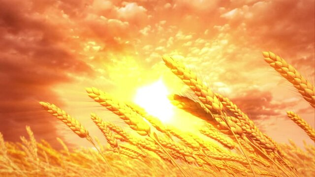 nice field of rye or wheat spikelets at sundown background
