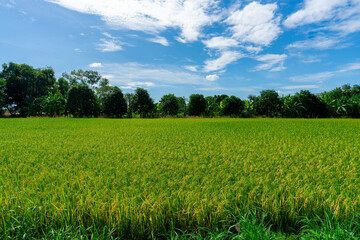 Close Up Yellow paddy fields in a rice field in a rural community in Thailand. The paddy fields are almost harvest time and there are beautiful skies all around.