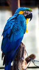 blue and yellow macaw