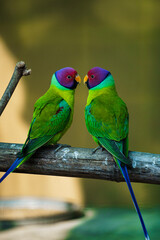 pair of love birds