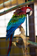 red and green macaw