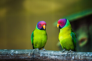 pair of parrots