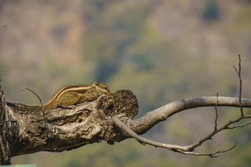 indian palm squirrel on tree