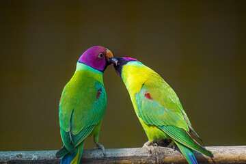 plum-headed parakeet