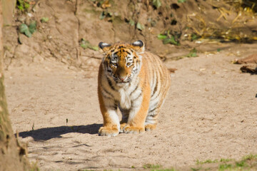 Fototapeta na wymiar Junge Tiger im Zoo, Tigerbaby, Sibirischer Tiger (Panthera tigris altaica)
