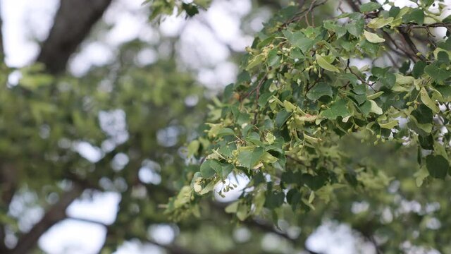 Hazel hazelnuts branches sway in the wind