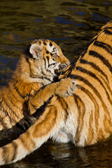 Junge Tiger im Zoo, Tigerbaby, Sibirischer Tiger (Panthera tigris altaica)