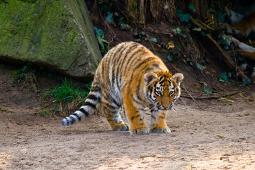 Junge Tiger im Zoo, Tigerbaby, Sibirischer Tiger (Panthera tigris altaica)