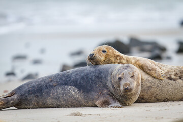 Kegelrobben (Halichoerus grypus) auf Helgoland, Deutschland - Paarung