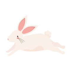 rabbit jumping animal