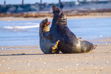 Kegelrobben (Halichoerus grypus) auf Helgoland, Deutschland - Paarung